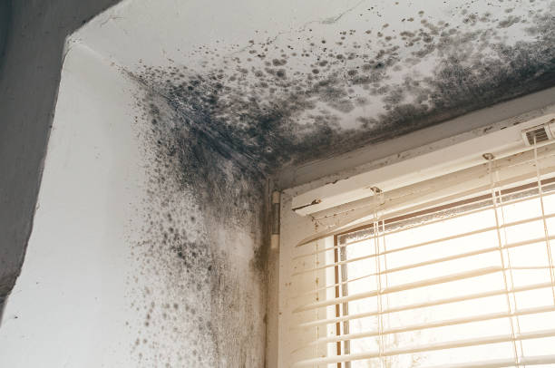 Affordable Mold Removal solutions in Plainsboro, NJ